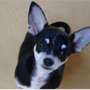 Black and white chihuahuas puppy looking up to the camera.PNG
