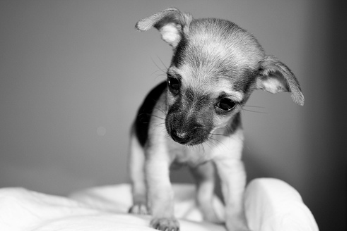 Black and white photo of female chihuahua puppy.PNG
