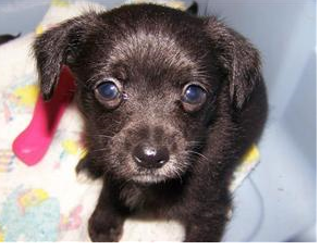 Black chihuahua poodle puppy pictures.PNG
