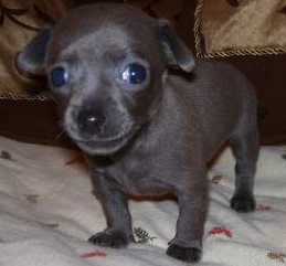 Black chihuahua puppy pictures.PNG
