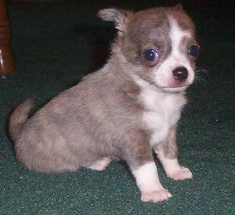 Blue Brindle chihuahua puppy.PNG
