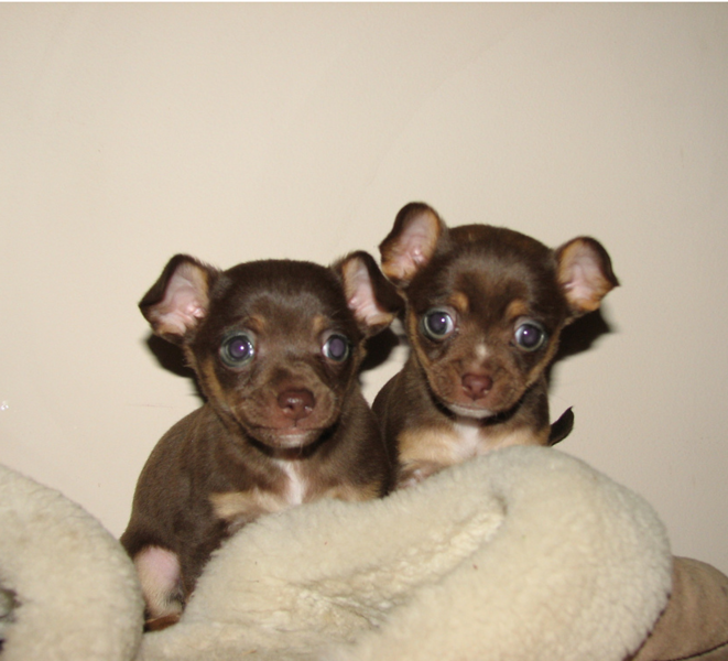 Brown chihuahua puppies picture.PNG
