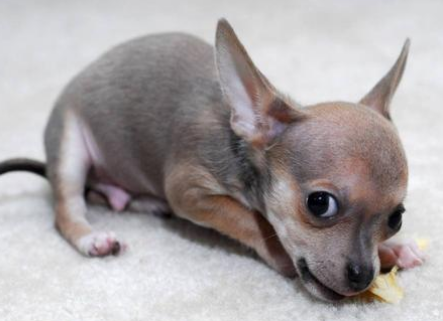 Chihuahua pup picture.PNG
