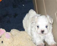 maltese young cute pup.jpg
