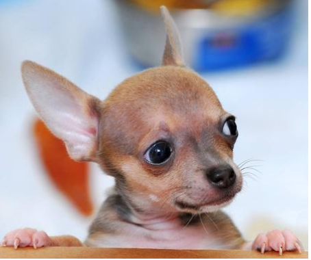 Chihuahua puppy at the table.PNG
