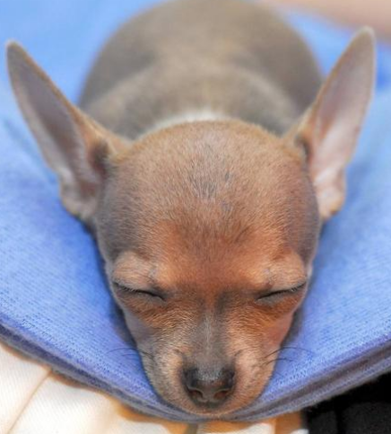 Chihuahua puppy in deep sleep.PNG
