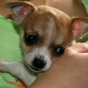 Chihuahua puppy picture.PNG
