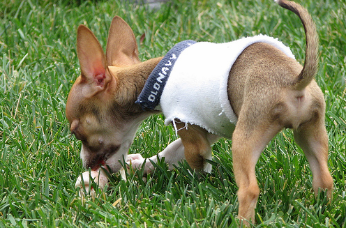 Chihuahua puppy plyaing on the grass.PNG
