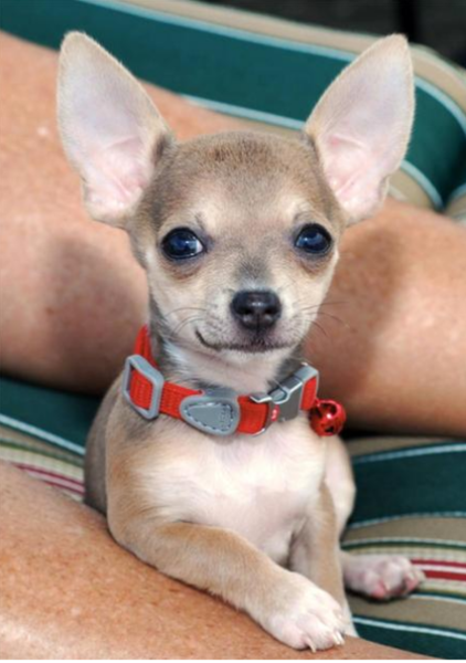 Chihuahua puppy posting picture.PNG
