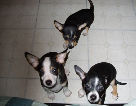 CKC Chihuahua Puppies picture.PNG
