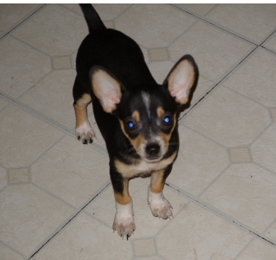 CKC Chihuahua Puppy image.PNG
