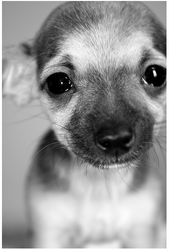Close up picture of chiwawa puppy.PNG
