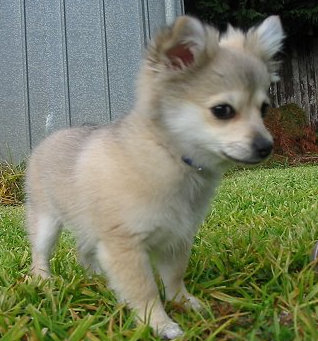 Cute pomeranian chihuahua puppy picture.PNG
