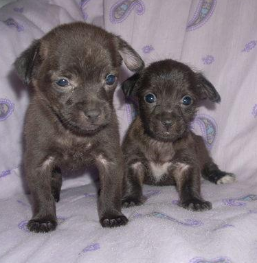 Dark brown yorkie chihuahua puppies picture.PNG
