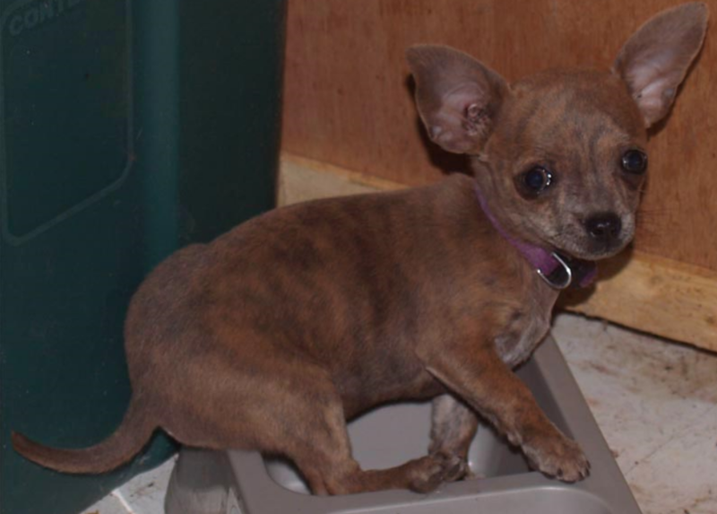 Funny Brindle chihuahua puppy image.PNG
