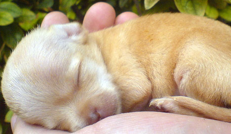 Newborn teacup chihuahua puppy picture in tan.PNG
