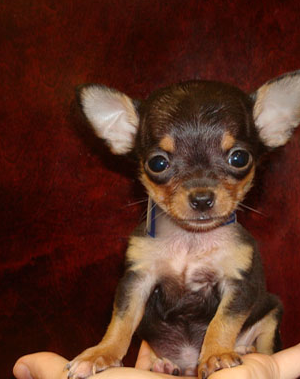 Teacup Chihuahua in tan and brown.PNG
