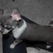 Grey and white chihuahua puppy image.PNG
