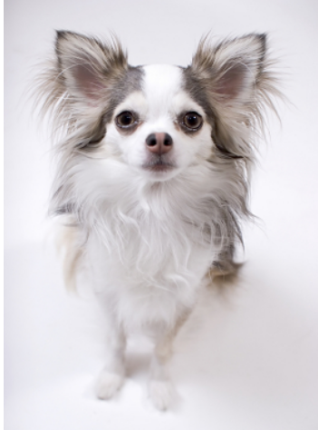 Long coat chihuahua dog picture.PNG
