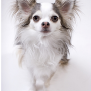 Long coat chihuahua dog picture.PNG
