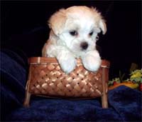 maltese young puppy on a basket.jpg
