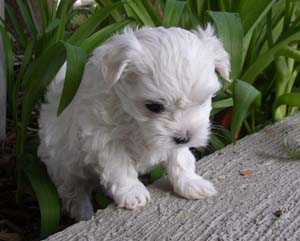 maltese young puppy.jpg
