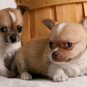 Male akc chihuahua puppies.PNG
