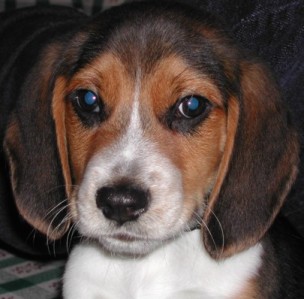 beagle pup_face.jpg
