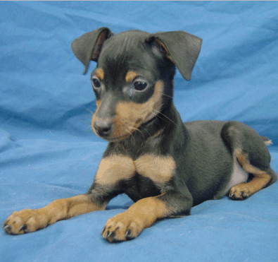 Min Pin Puppy pictures.PNG
