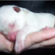 newborn bichon chihuahua puppy.PNG
