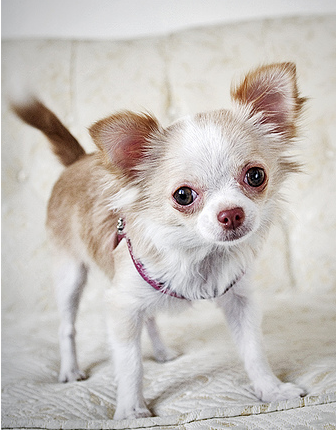 Photo of long haired chihuahua puppy.PNG
