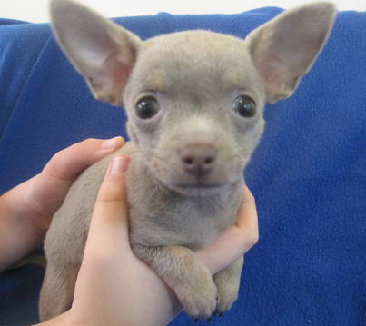 Rare chihuahua puppy pictures.PNG
