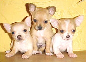 Photo of white chihuahua puppies.PNG
