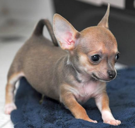 Playful chihuahua puppy photos.PNG
