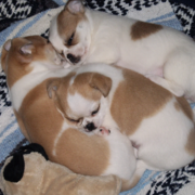 Tan and white  chihuahua puppies photos.PNG
