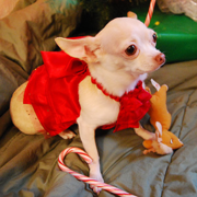 white chihuahua puppy in bright red outfit.PNG
