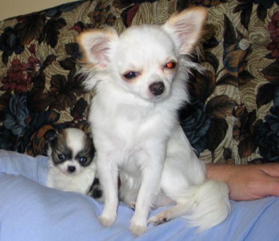 White Long coat chihuahua puppy with its puppy.PNG

