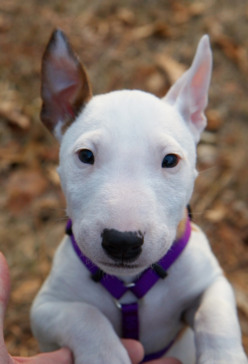 bull terrier breeder picture.PNG
