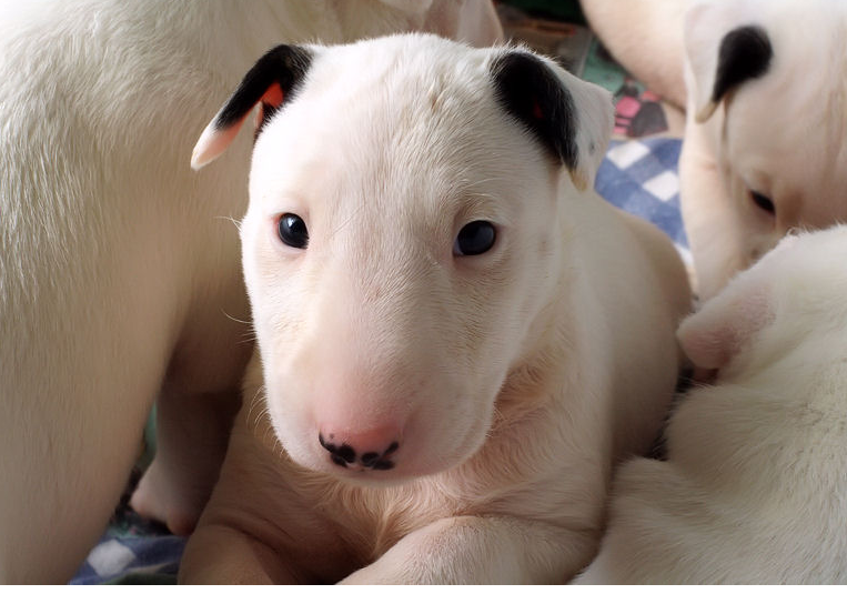 Bull Terrier dogs picture of young puppies.PNG
