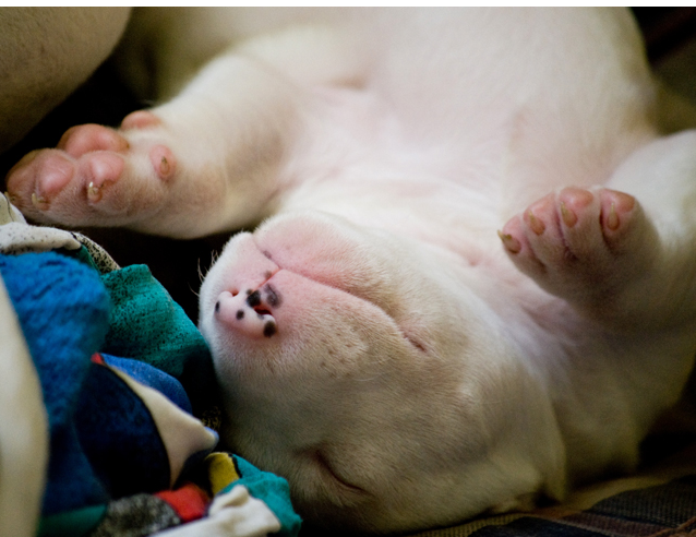 Cute puppy picture of Bull Terrier breed.PNG
