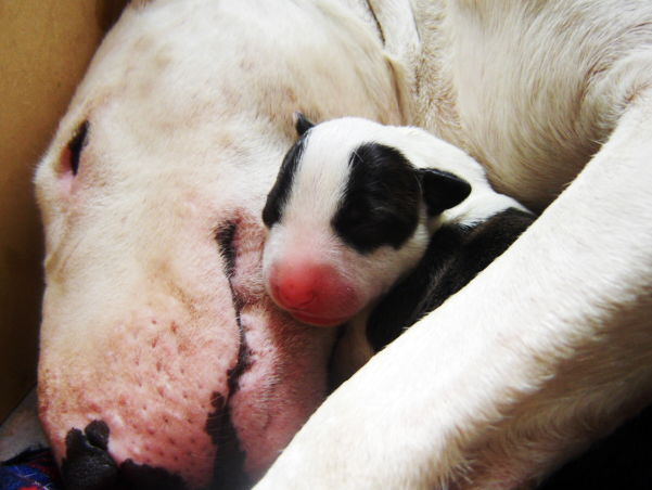 Newborn Bull Terrier puppy.PNG
