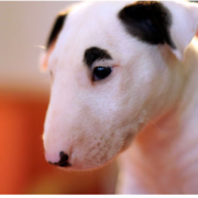bull dog terrier puppy.PNG
