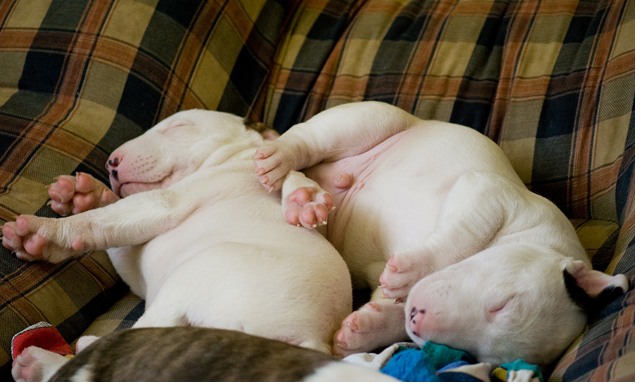 Two american bull terrier photo.PNG
