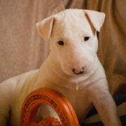 White Bull Terrier breeder picture.PNG
