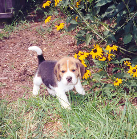 beagle pup_next to flowers.jpg
