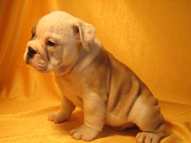 English bulldog pup in tan and white
