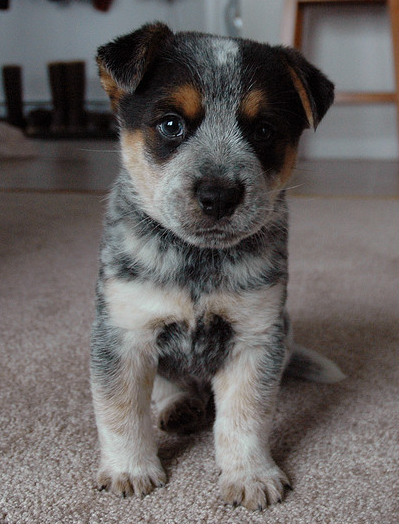 Blue Heeler puppy photo.PNG
