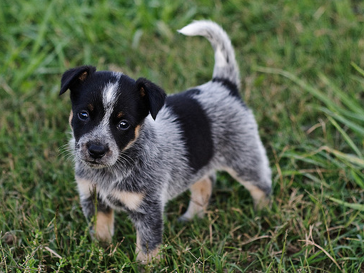 Beautiful dog picture of a Blue Heeler puppy.PNG
