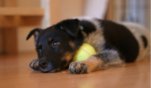 Blue Heeler puppy chilling out with its tennis ball.PNG
