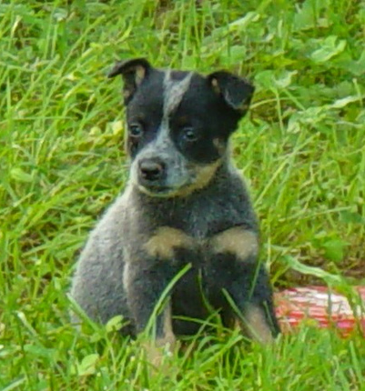 Blue Heeler puppy dog on grass.PNG
